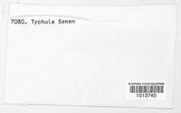 Image of Typhula semen